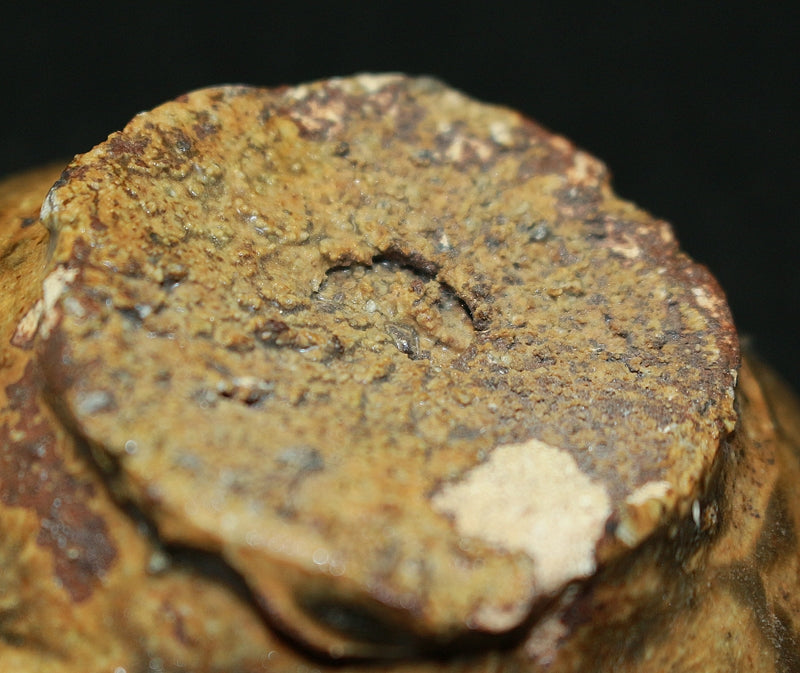 23226 小林東五 (いらほ杯) KOBAYASHI Togo