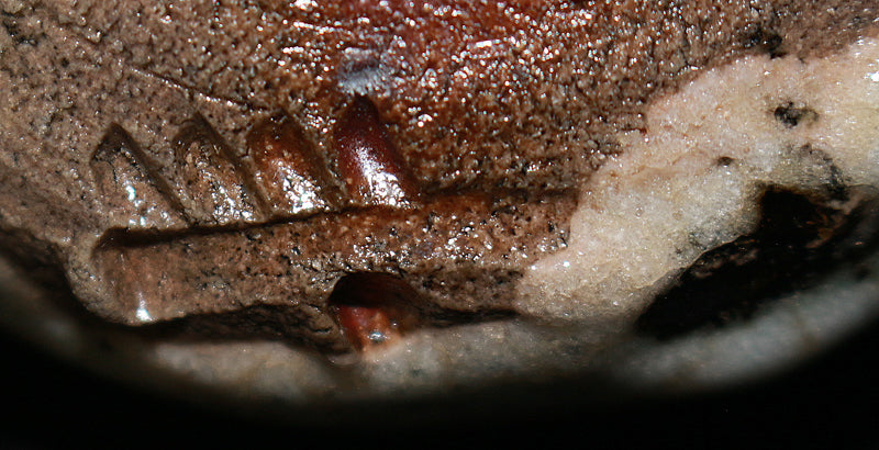 22805 TSUKIGATA Nahiko (Onishin no Sake Cup)