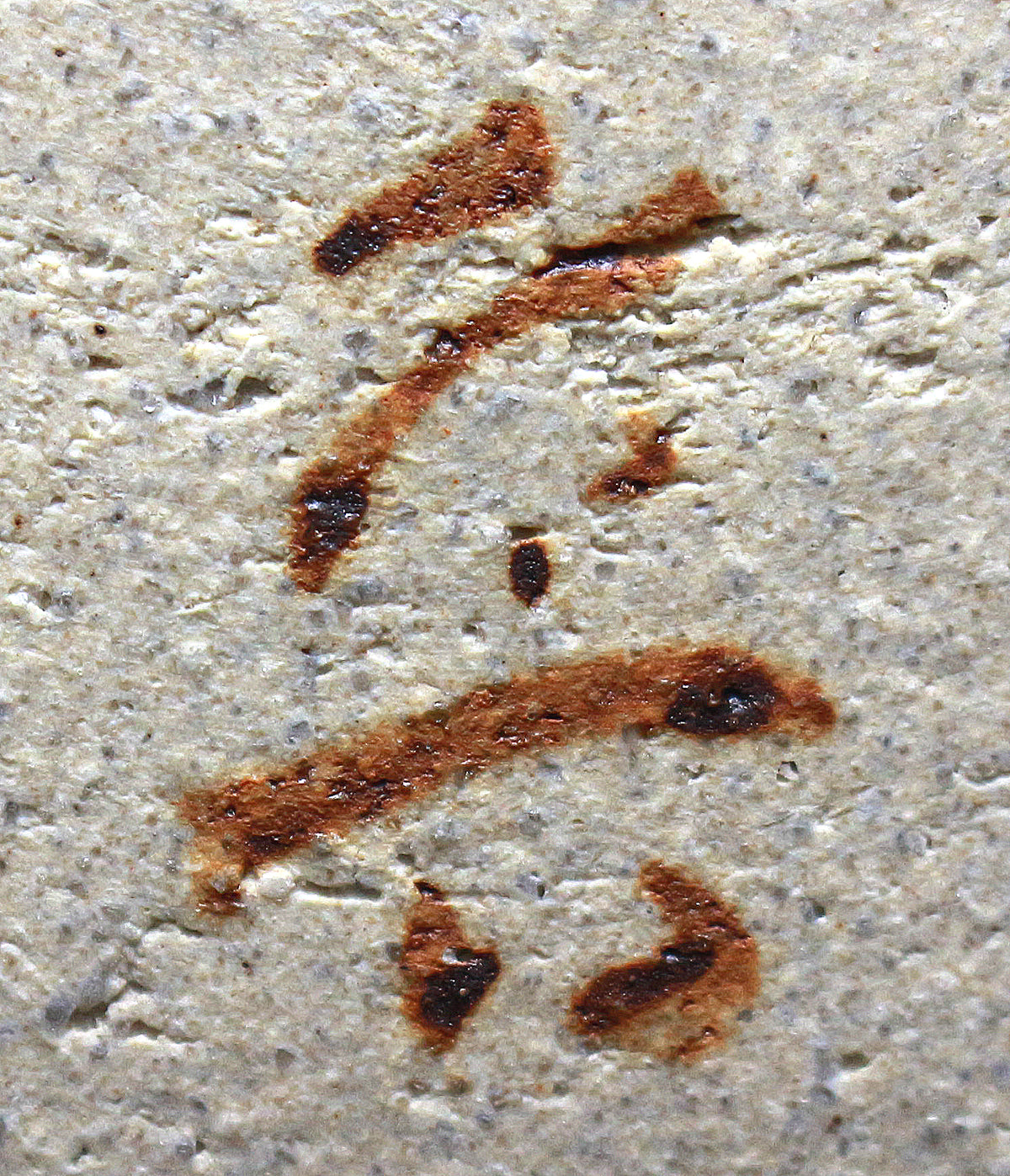 25898 Kitaoji Rosanjin 5 pieces of this leaf flat KITAOJI Rosanjin