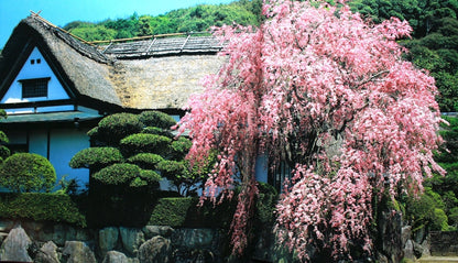 23005 Living National Treasure 14th Generation Sakaida Kakiemon (Muddy Hand Weeping Cherry Blossom Design Vase) 