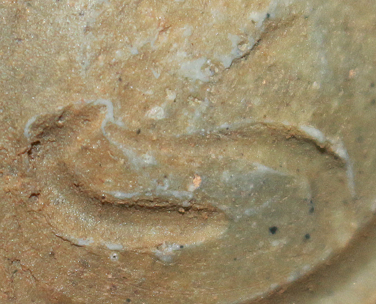 26167	中村六郎	　備前酒呑②