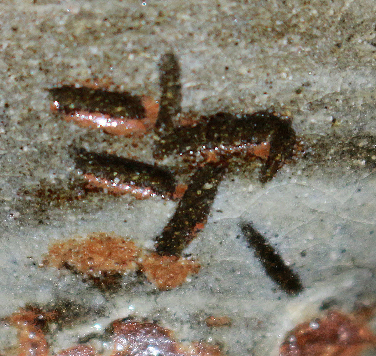 26171　人間国宝　金城次郎　壷屋焼ぐい呑　 Kinjo　Jiro