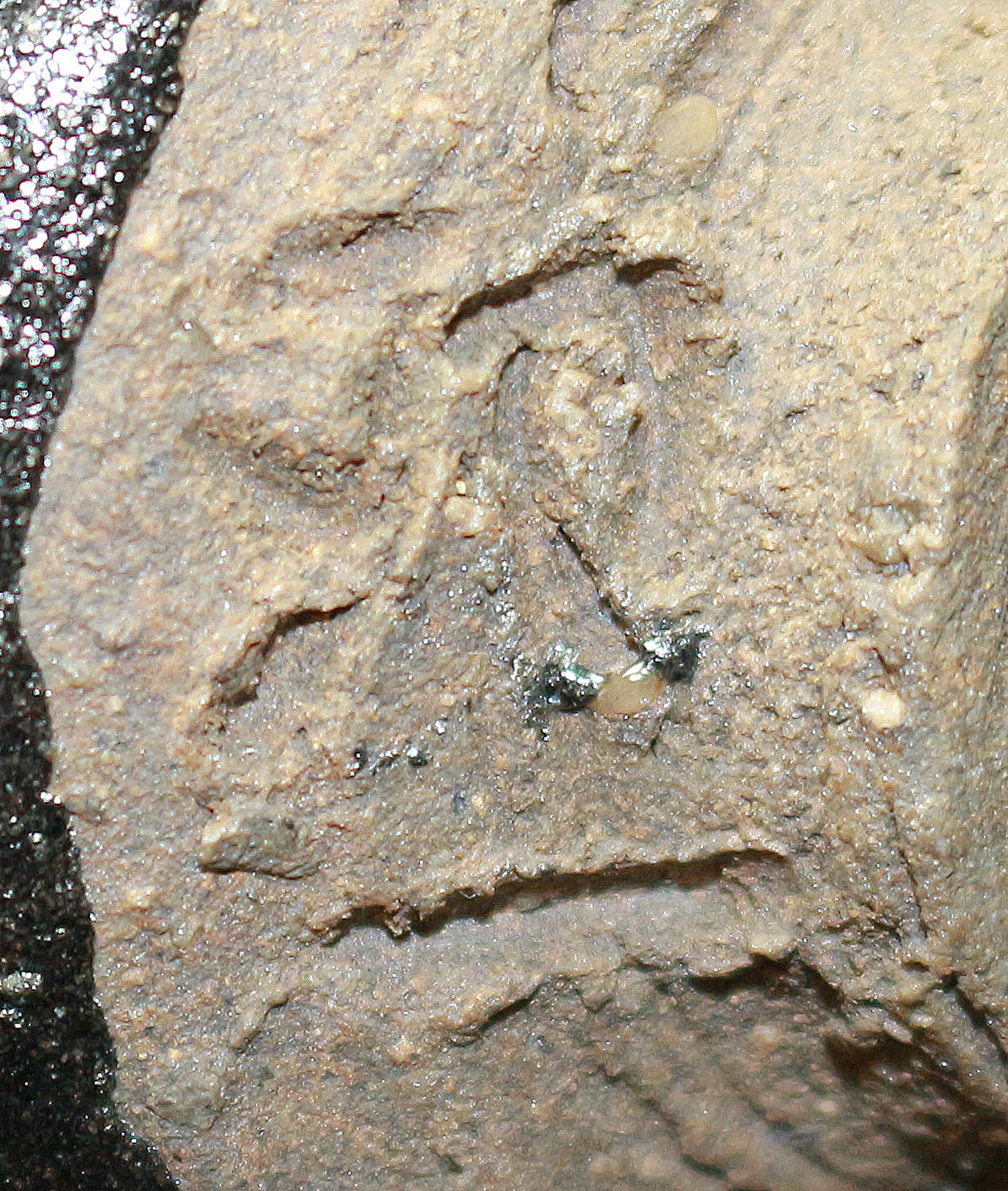 26185　人間国宝　清水卯一　蓬莱掛分赤絵花盃　SHIMIZU Uichi