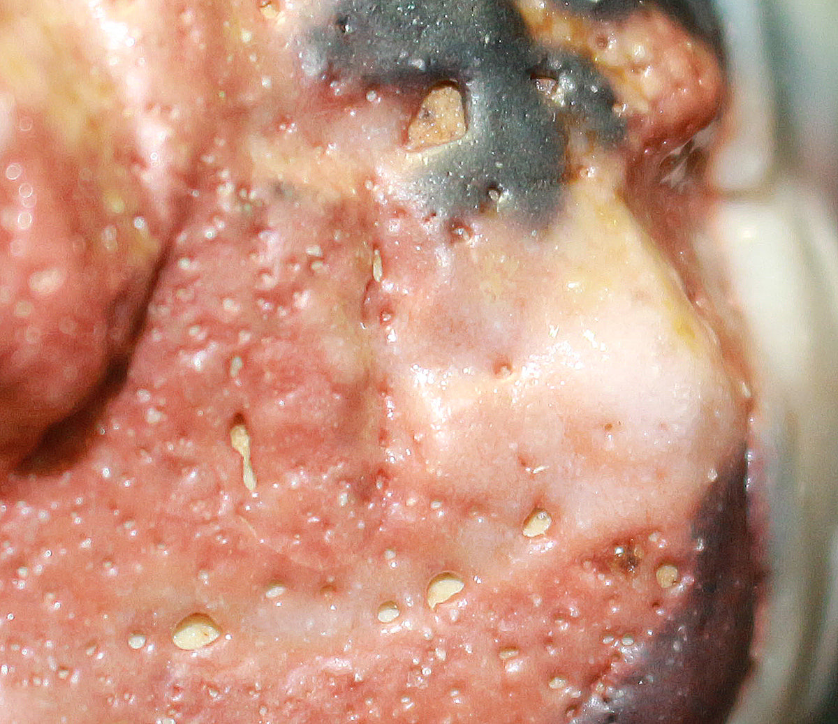 26212	林正太郎	　利休青紫志野割高台ぐい呑　　HAYASHI Shotaro