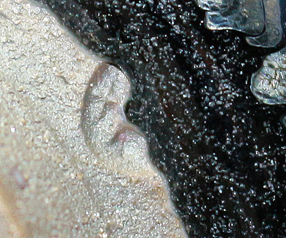 26225	鎌田幸二	　燿変油滴酒盃　  KAMATA  Koji