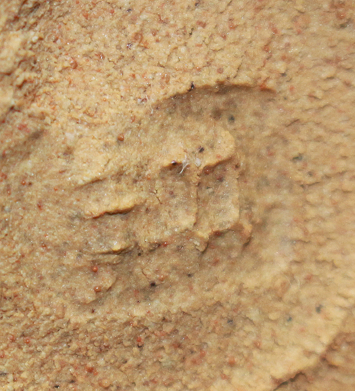 26264   人間国宝　 田村耕一   ゆのみ　TANAKA　Kouichi