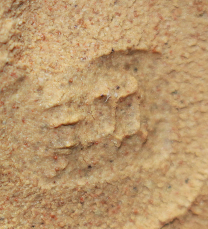 26264   人間国宝　 田村耕一   ゆのみ　TANAKA　Kouichi