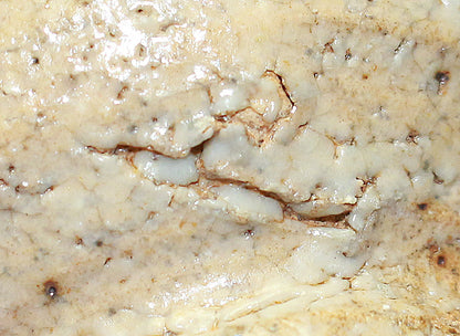 26267	細川護熙	　井戸ぐいのみ　HOSAKOWA  Morihiro