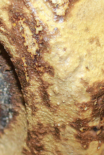 26291	各務周海	    黄瀬戸湯呑　 KAGAMI　Syukai