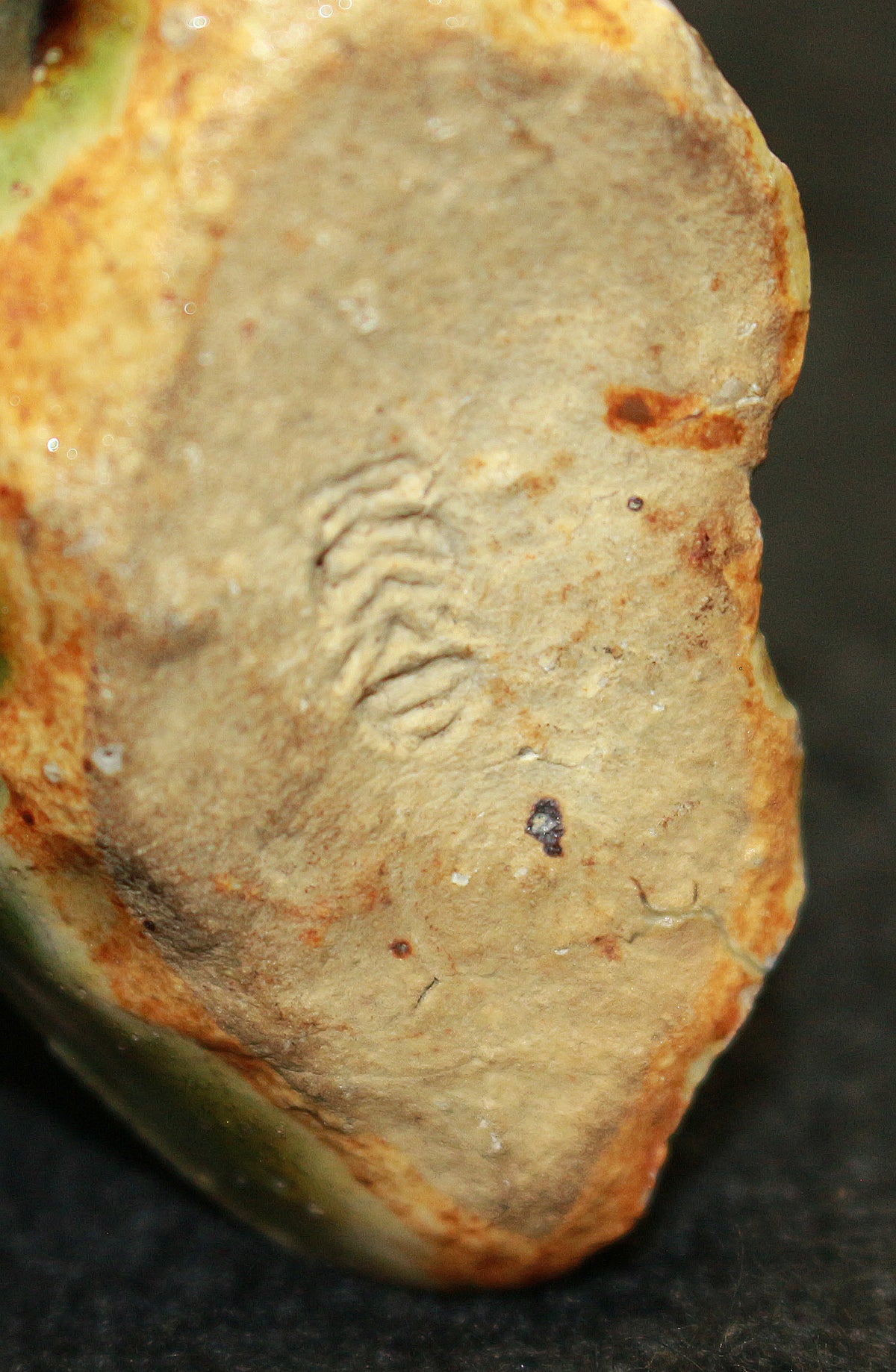 26050   北大路魯山人	魚形箸枕  弐（黒田識） KITAOJI   Rosanjin