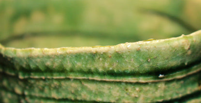 26070	鈴木五郎	　織部ぐいのみ（安藤箱）　SUZUKI　Goro