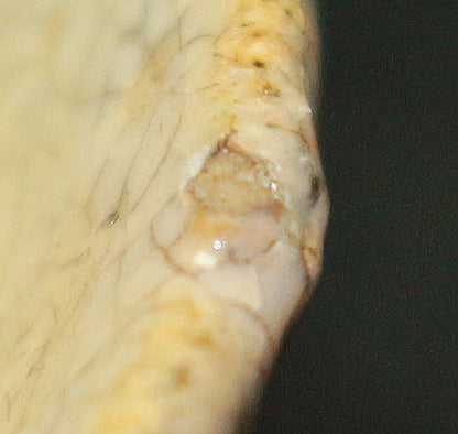 26103   細川護熙	井戸ぐい呑　HOSAKOWA  Morihiro