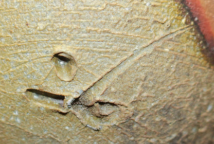 26117 Living National Treasure Fujiwara Kei Bizen Sake Bottle FUJIWARA Kei 